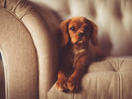Dog on a Chesterfield sofa